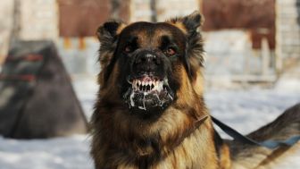 Balita Asal NTT Meninggal Dunia Setelah Digigit Anjing Rabies, Sempat Tak Mau Minum dan Takut Terkena Angin