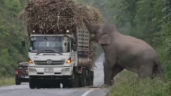 Viral Aksi Lucu Gajah, Sengaja Berhentikan Truk Tebu untuk Minta Jatah Makanan