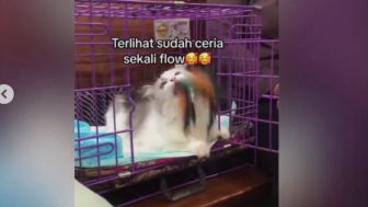 Dihadirkan di Sidang, Kucing yang Dicekoki Miras oleh Tiga Wanita di Padang Curi Perhatian