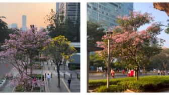 Jakarta Lagi Cantik-Cantiknya, Bunga Tabebuya Bermekaran di Sepanjang Jalan Sudirman