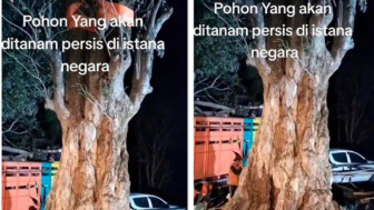 Pemerintah Akan Tanam Pohon Pule Untuk Mempercantik Istana Negara di IKN, Satu Pohon Seharga Mobil Fortuner