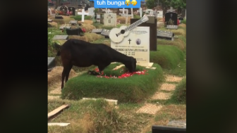 Viral Momen Kambing Hitam Makan Bunga di Atas Makam Glenn Fredly, Netizen: Sopan Banget Kakinya