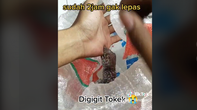 Viral Pria Curhat Digigit 2 Tokek 2 Jam Susah Lepas, Komentar Warganet Malah Bikin Bengek