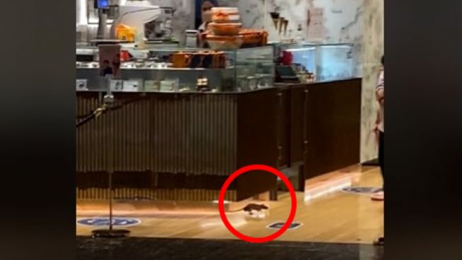 Viral Tikus Masuk Gerai Cokelat Mal di Jaksel, Pengunjung Lari Ketakutan