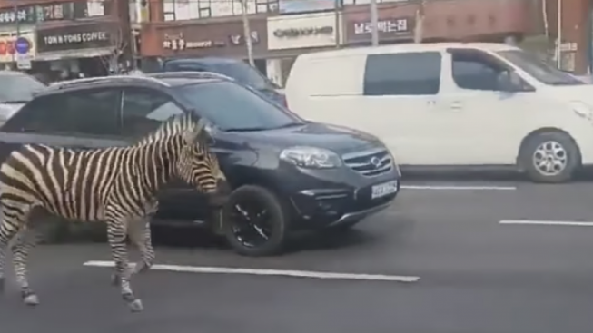 Viral Penampakan Seekor Zembra Lepas di Jalan Raya di Korea, Ternyata Kabur dari Kebun Bintang