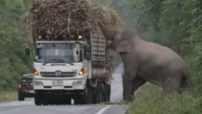 Viral Aksi Lucu Gajah Sengaja Berhentikan Truk Tebu Untuk Minta Jatah Makanan 2286