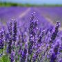 Berbagai Manfaat Luar Biasa Bunga Lavender, Pantas Saja Dijadikan Bahan Berbagai Produk