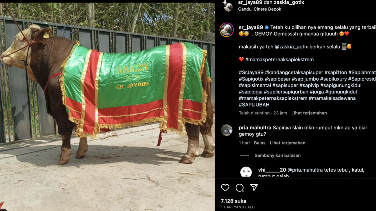 Sapi Zaskia Gotik