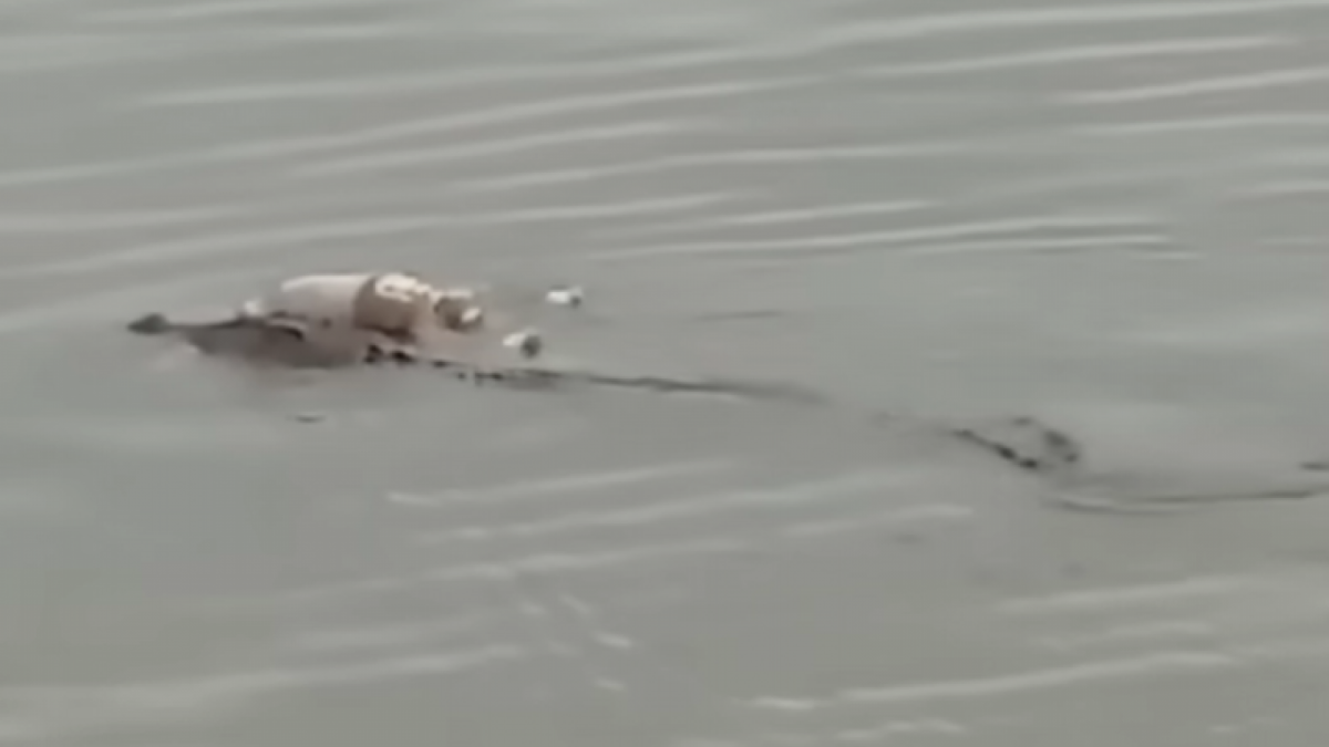 Vidéo virale du corps d’un garçon mort noyé, toujours intact, porté par un crocodile, livré au bord sans blessure jusqu’à son évacuation réussie