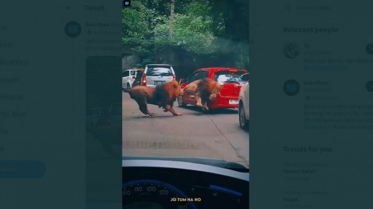 Video viral dua ekor singa bercanda di Taman Safari Prigen Jatim hingga menabrak sebuah mobil pengunjung [(Twitter@Askrlfess)]