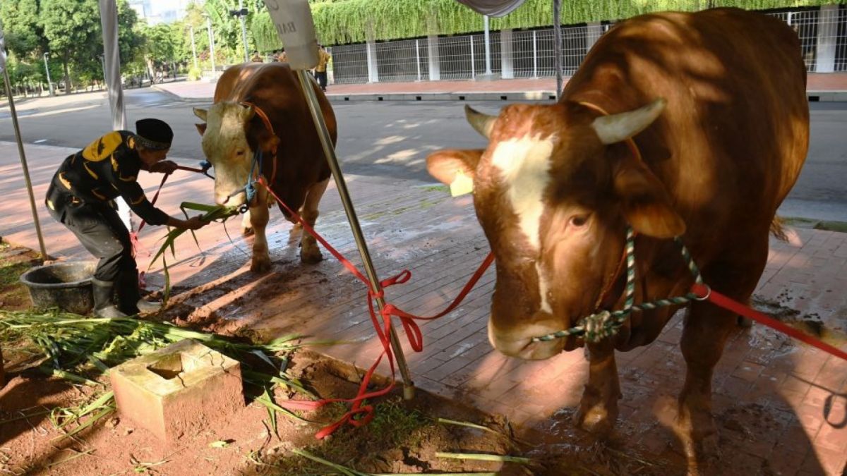 Sapi kurban dari Presiden Joko Widodo dan Wapres Maruf Amin di Mesjid Istiqlal [[ANTARA FOTO/Akbar Nugroho Gumay]]