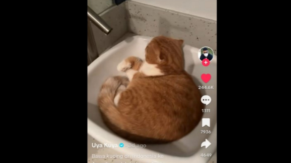 Uya Kuya ajak kucing pelesiran di Amerika Serikat [[screenshot TikTok Uya Kuya].]