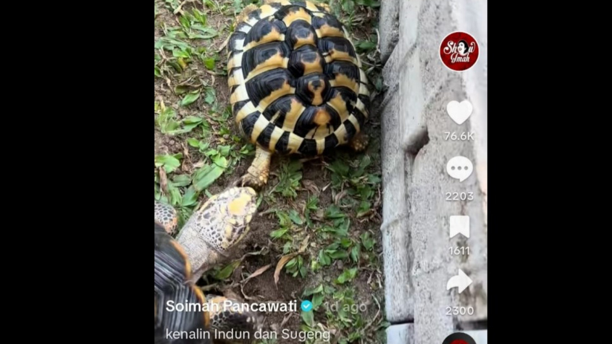 Hindun, salah satu kura-kura darat terbaru yang dimiliki Soimah [[screenshot TikTok].]