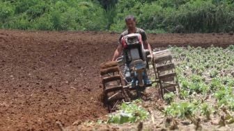 Meski Harga Naik, Petani Sayur di Lambar Belum Bisa Tersenyum, Ini Penyebabnya