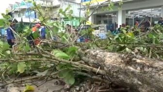 Pohon Tumbang Timpa Tembok dan Sejumlah Kendaraan, Waspada Cuaca Ekstrem