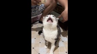 Ekspresi Lucu Kucing Saat Bersin, Warganet: Ujan-ujanan Mulu Sii