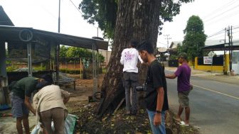 Begini Aksi Komunitas Selingan Metro Bersihkan Pohon Mahoni