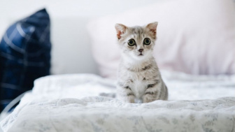 Bikin Geleng-Geleng Kepala, Pemilik Anabul Ini Gelar Tasyakuran Akikah Meriah Buat Anak Kucing