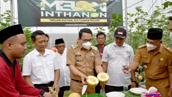 Santri Tani Milenial Darul Amal Metro Panen Perdana Melon Inthanon