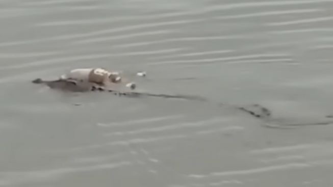 Viral Video Buaya Sungai Mahakam Gendong Jasad Balita yang Tenggelam, Diantarkan ke Orangtuanya