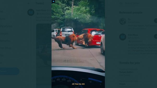 Ngeri-ngeri Sedap! Viral Dua Ekor Singa di Taman Safari Prigen Jatim Becanda Hingga Tubruk Mobil: Minta Pertanggungjawaban ke Singa?