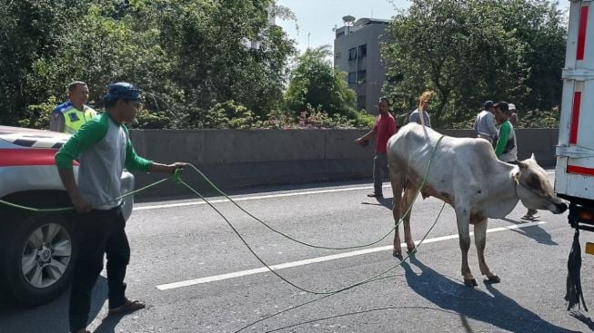 Sederet Kisah Hewan Kurban di Metro Jakarta: Berlarian di Ruas Jalan Tol Sampai Tercebur ke Got