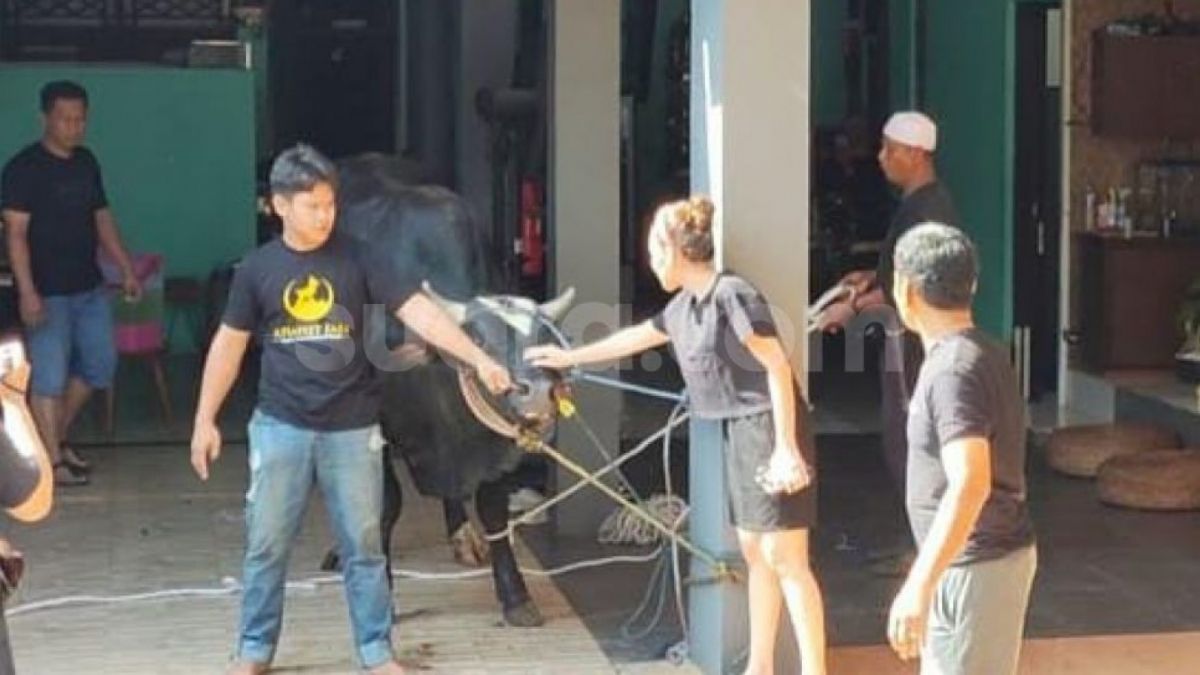Sapi kurban Ayu Ting Ting ngamuk saat mau disembelih [Suara.com/Rena Pangesti] [Suara.com/Rena Pangesti]
