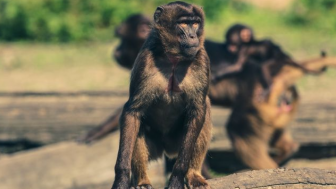 Kawanan Monyet Liar Turun Gunung Jarah Gorengan dan Buah, Warga Cileunyi Bandung Ketakutan