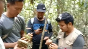 Heboh! Durian Langka Ditemukan di Kawasan Hutan Agam, Rasanya Lebih Enak dan Kandungan Alkoholnya Cukup Tinggi