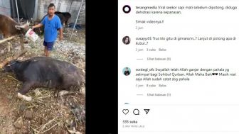 Viral Sapi Kurban Mati Sebelum Disembelih, Netizen Singgung Polemik Sapi Kurban Dewi Perssik dan Ketua RT