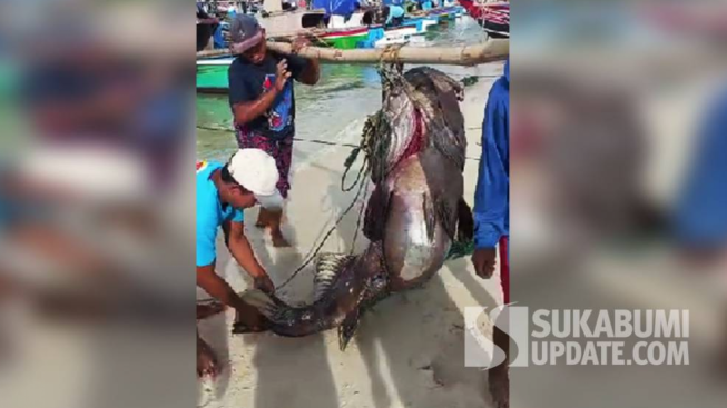 Ikan Kerapu Raksasa Seberat 100 Kg Lebih Muncul di Pantai Selatan Sukabumi