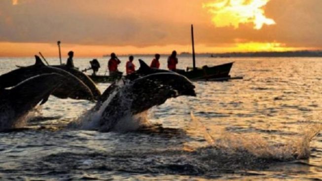 Heboh Lumba-lumba Terdampar di Pantai Tanjung Panto Banten, Diduga Akibat Cuaca Buruk