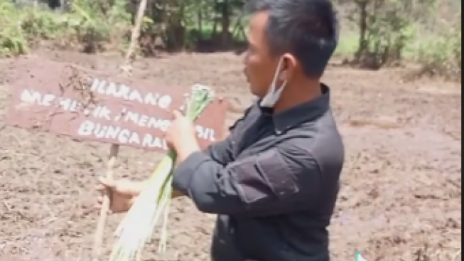 Pantas Mang Uprit Ngamuk, Edelweis Rawa yang Rusak di Ranca Upas Ternyata hanya Bisa Tumbuh di Dua Tempat Ini