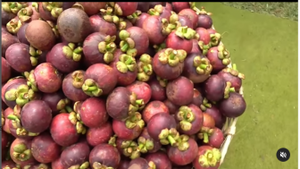 Ada Festival Buah Manggis di Purwakarta, Lokasinya di Kebun Ambu Anne Ratna, Ini Waktunya