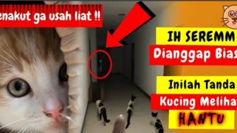 Merinding! Ini 4 Mitos Kucing Bisa Melihat Hantu, No Dua Gak Nyangka Banget