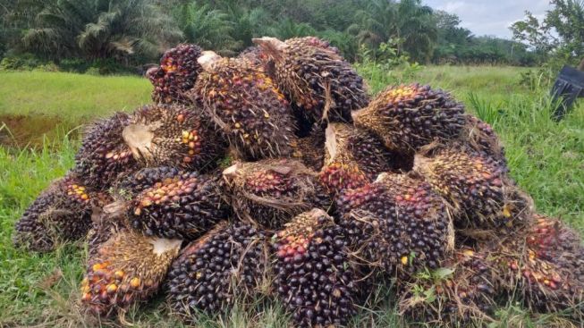 Perusahaan Kelapa Sawit di Kalimantan Selatan Buka Lowongan Kerja untuk Posisi Admin IT