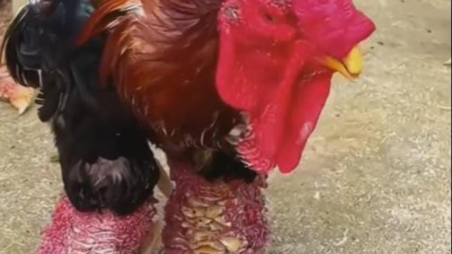 Ayam Dong Tao, Ayam Kaki Naga Seharga Dua Unit Daihatsu Sigra