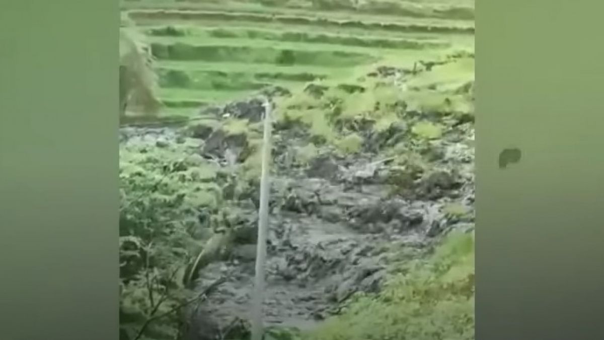 Sawah mencair di Ponorogo. [Video on the spot terbaru]