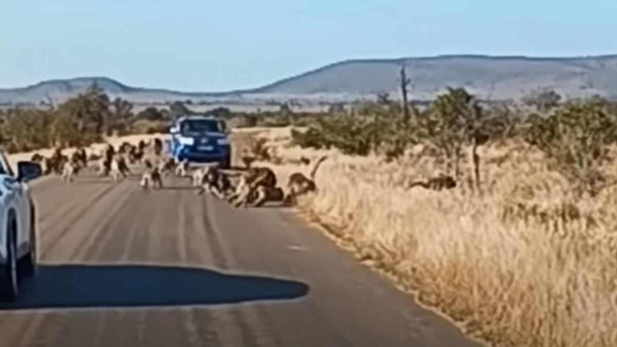 Pertarungan macan tutul dan kawanan babun. [LatestSightings.com]