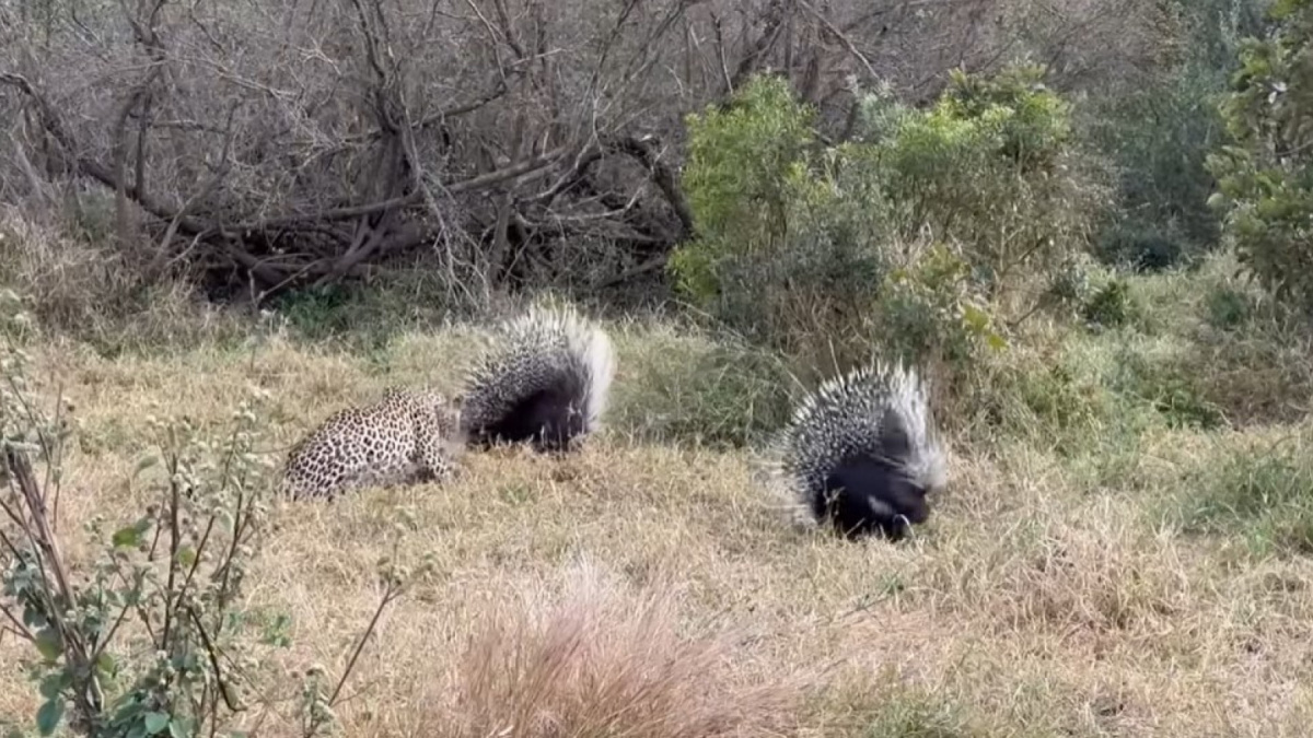 Pertarungan tiga landak melawan macan tutul yang lapar. [LatestSightings.com]