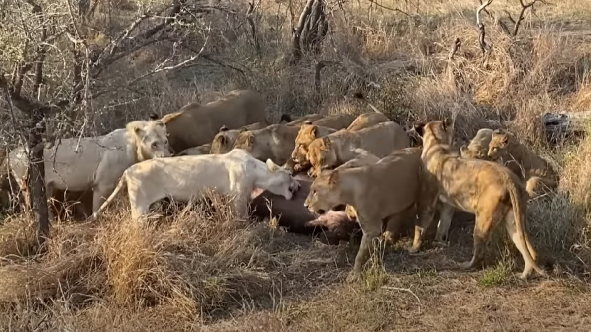 Puluhan singa memenangi pertarungan dengan seekor kerbau di Suaka Margasatwa Swasta Ngala di Taman Nasional Kruger. [LatestSightings.com]