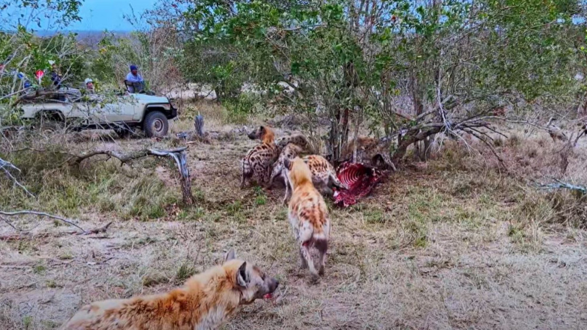 Tangkap layar koloni hyena memakan bangkai. [@LatestSightings.com]