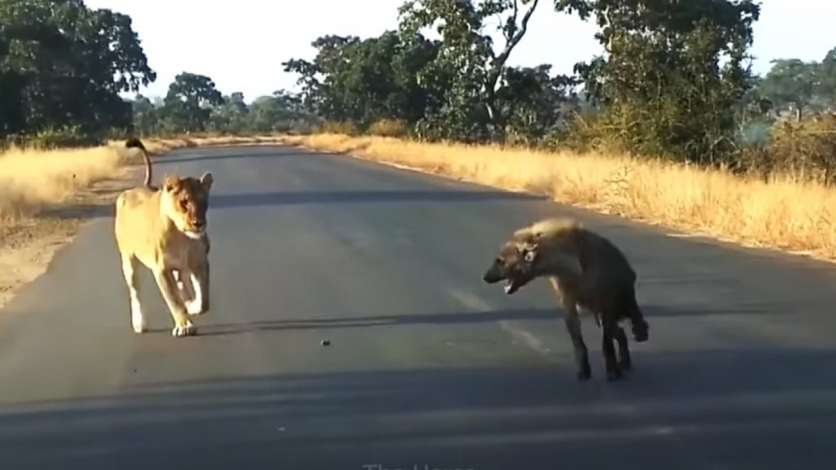 Serangan hyena berakhir petaka karena salah pilih lawan. [Sumber: The Horse]
