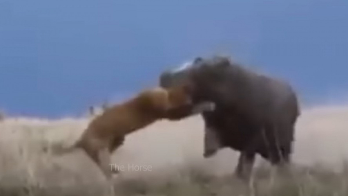 Mengerikan! Dalam satu bantingan rahang singa hancur. [Sumber: The Horse]