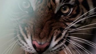 Belum Genap Setahun Dilepasliarkan, Harimau Sumatera 'Surya Manggala' Ditemukan Mati Menyisakan Tulang Belulang, Menyusul Saudarinya Citra Kartini