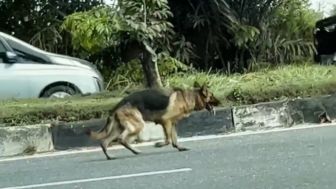 Anjing Peliharaan yang Keliaran di Pekanbaru Sudah Dikembalikan ke Pemiliknya