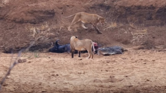 VIDEO MENEGANGKAN! Perlawanan Dua Singa Betina Saat Datang Tamu Tak Diundang, Kerbau Segar Itu Akhirnya Disikat Buaya Besar