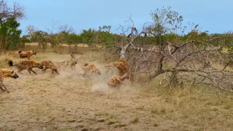 VIDEO DRAMATIS! Sekumpulan Hyena Bertaruh Nyawa Selamatkan Teman dari Rahang Kuat Singa
