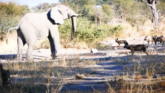 VIDEO Keganasan Anjing Liar yang Beraninya Keroyokan, Merasa di Atas Angin Mau Coba Icip-Icip Daging Gajah, Hasilnya Ternyata...