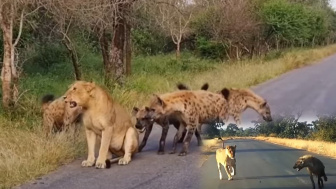 VIDEO MENGERIKAN! Gak Kuat Jangan Nonton, Singa Hamil Dalam Kepungan Hyena, Serangan Membabi Buta Berakhir Petaka